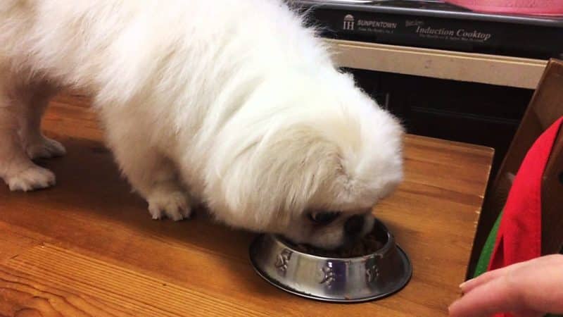 que alimento darle a un perro pekines