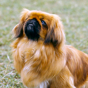 retrato de un perro pekines