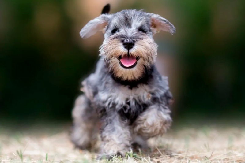 schnauzer miniatura raza perro