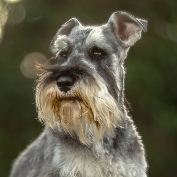 schnauzer miniatura raza perro thumb