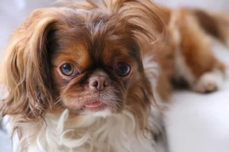 segunda etapa del celo de un pekines