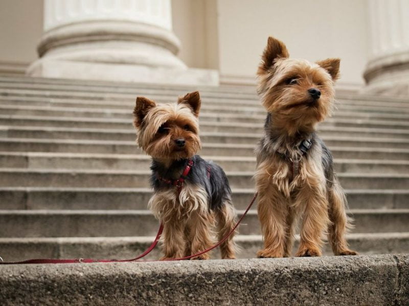 silky terrier australiano como cruzar