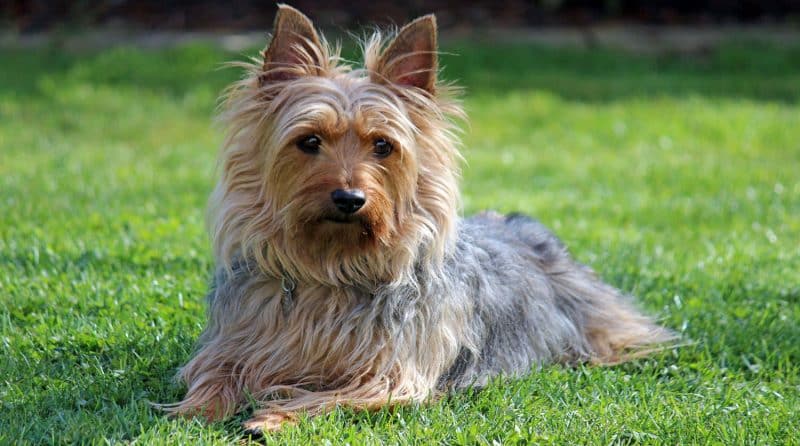 silky terrier australiano cuerpo
