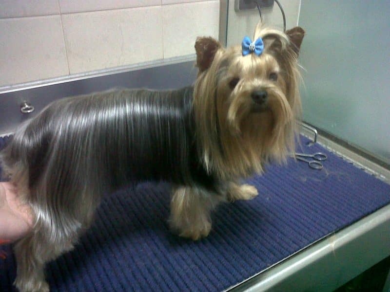 silky terrier australiano cuidado del pelaje