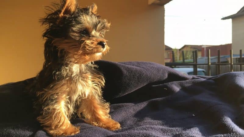 silky terrier australiano displasia de cadera