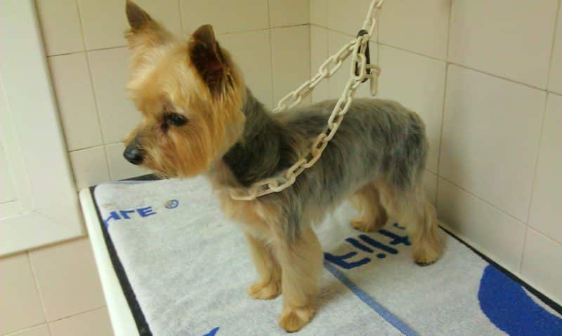 silky terrier australiano enfermedad de legg calve perthes