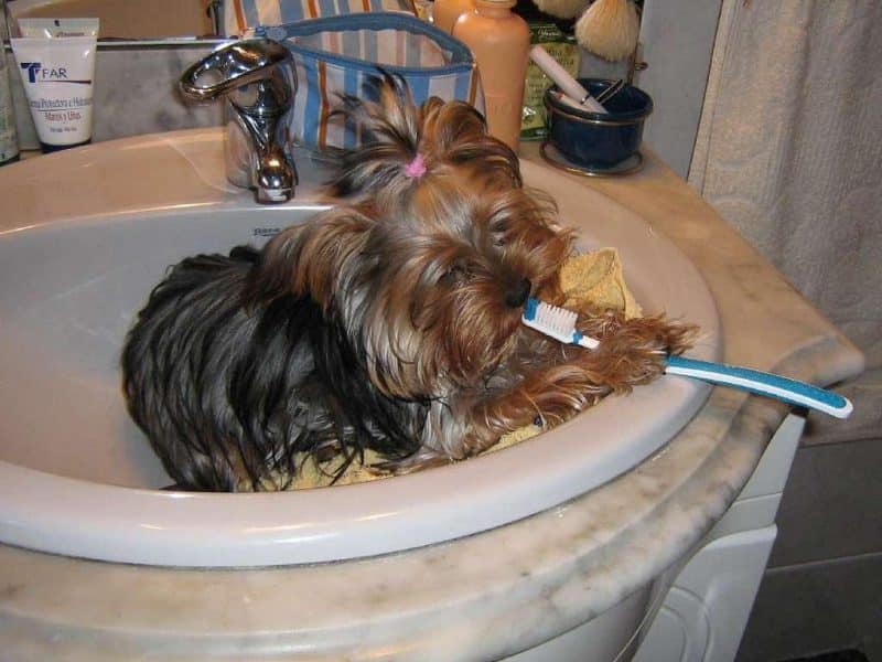 silky terrier australiano higiene