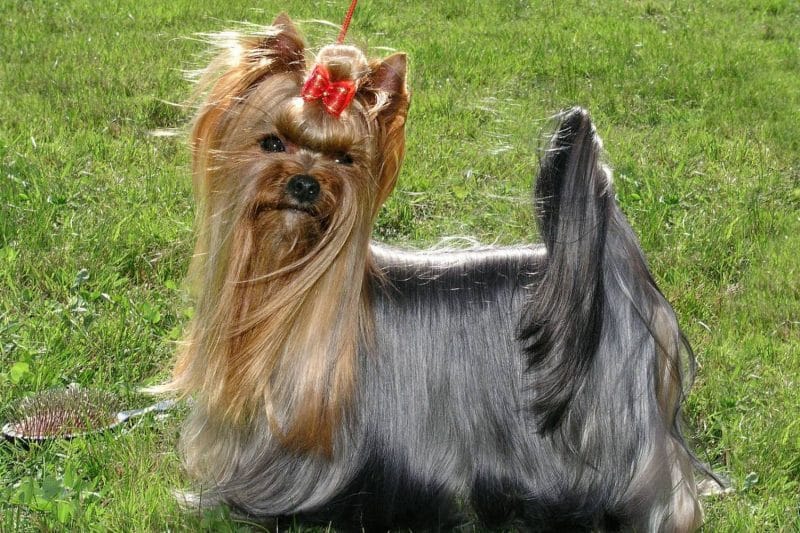 silky terrier australiano pelaje