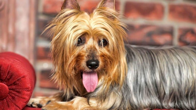 silky terrier australiano recostado