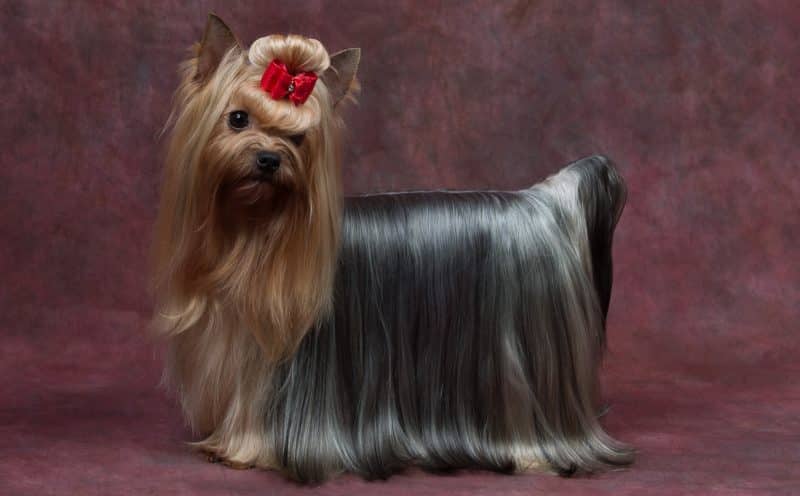 silky terrier australiano retrato