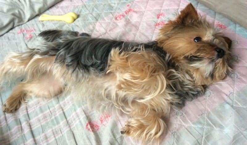 silky terrier australiano trastornos hormonales