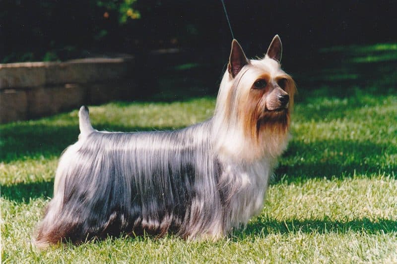 tipos de australian silky terrier