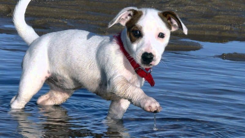 tipos de parson russell terrier