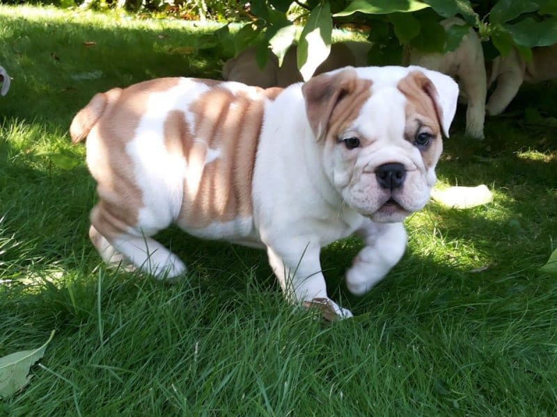bulldog inglés cachorro