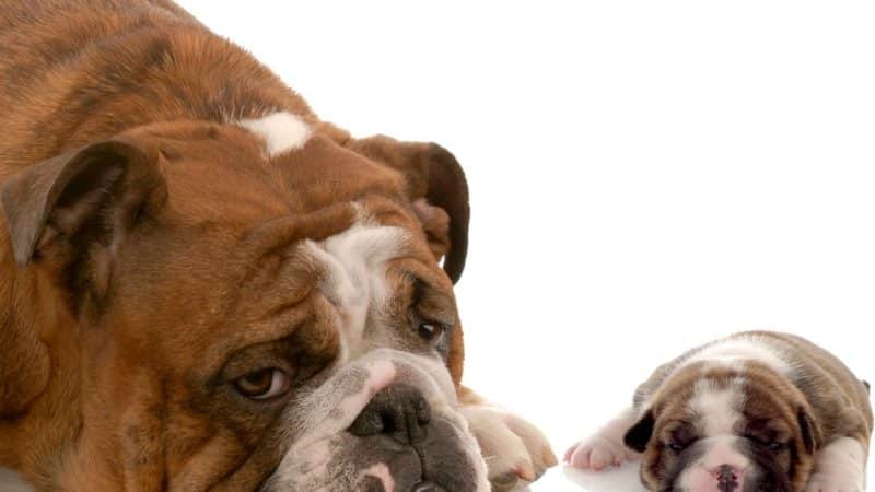 bulldog inglés descansando