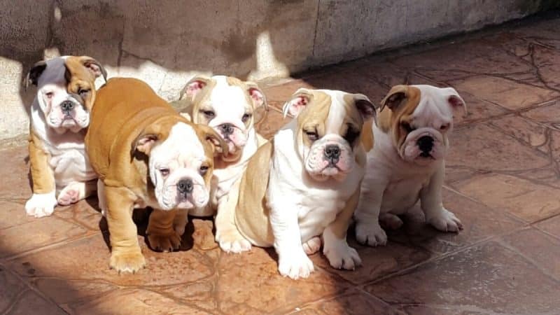 cachorros de bulldog inglés
