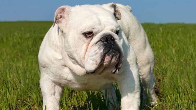 carácter del bulldog inglés