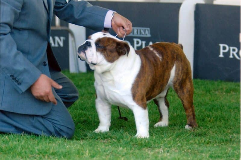 como adiestrar a un bulldog inglés