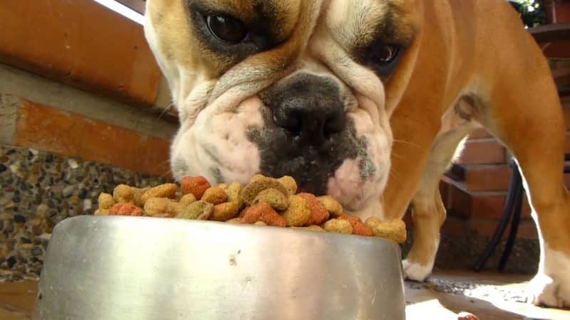 como alimentar a un bulldog inglés