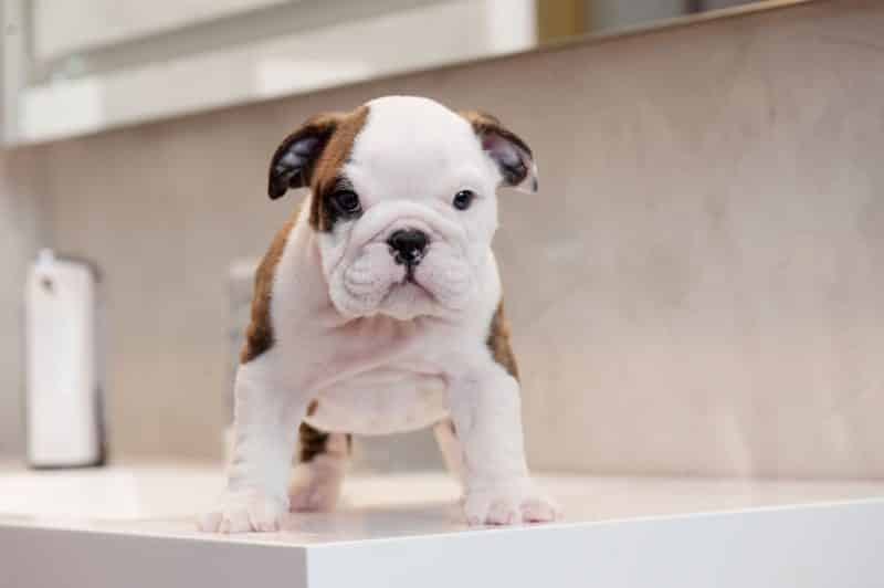 consejos para comprar un bulldog inglés