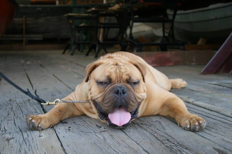 golpe de calor en bulldog inglés