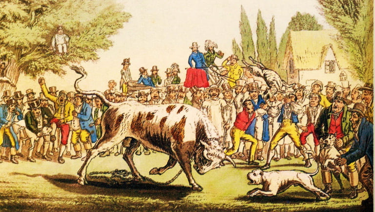 ilustración que representa a un bulldog inglés enfrentando a un toro