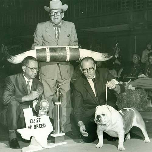 origen del bulldog inglés