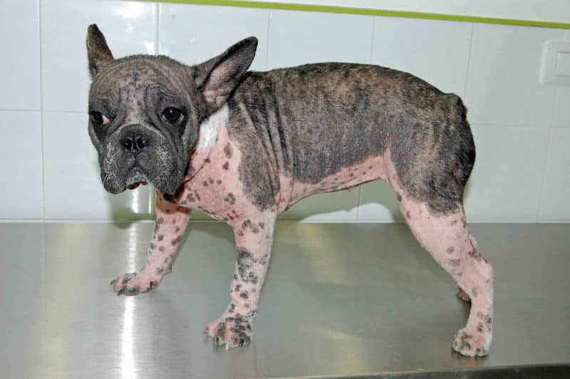 problemas de piel en los bulldog inglés