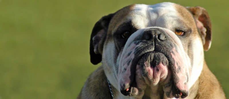 tipos de bulldog inglés
