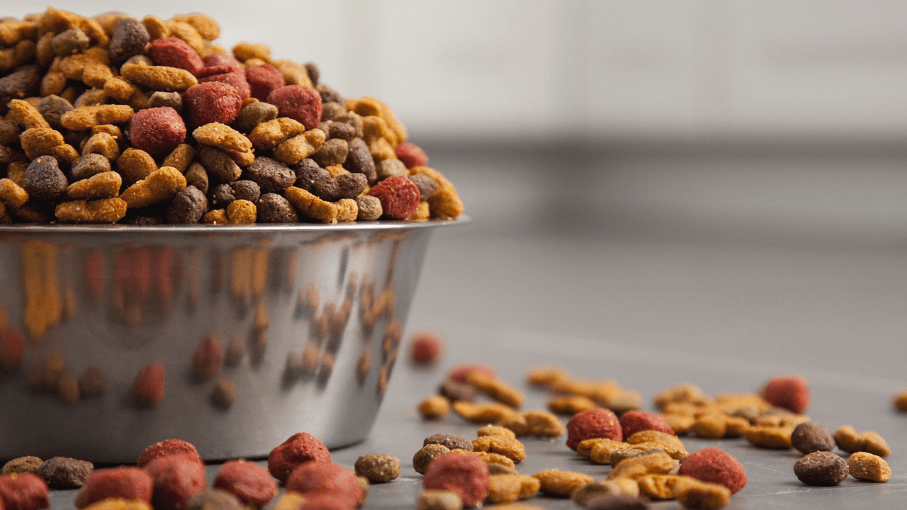 mejor pienso para perros en España