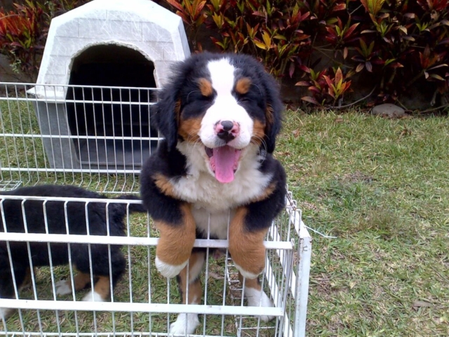 Foto de un boyero de berna en un corral Foto de un boyero de berna en un corral