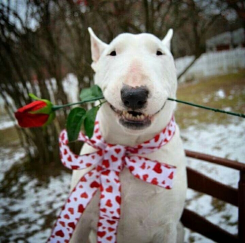 bull terrier con una rosa en el hocico