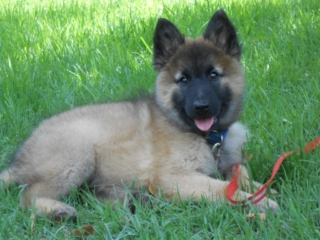 cachorro pastor belga en el césped