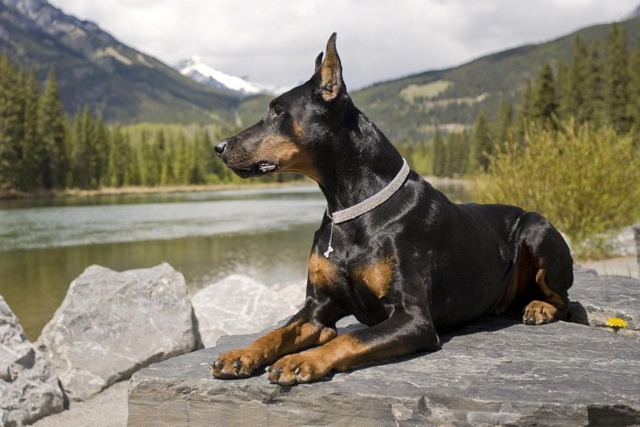 dobermann sentado en roca en paisaje de montaña