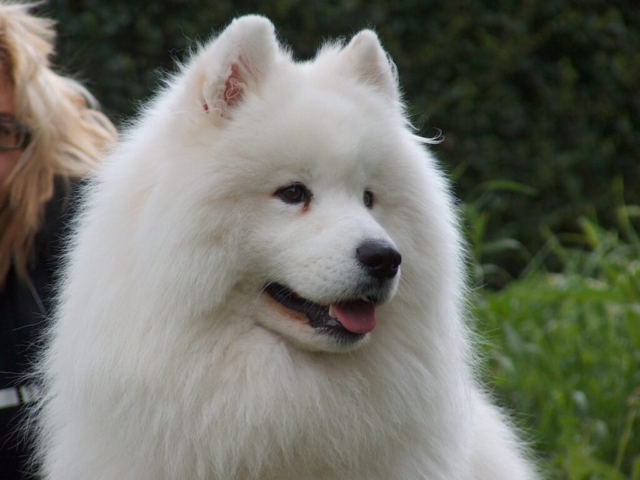 retrato de un samoyedo sentado sobre sus cuartos traseros