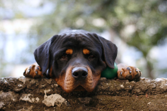 rottweiler reposando su cabeza sobre un bosque rottweiler reposando su cabeza sobre un bosque