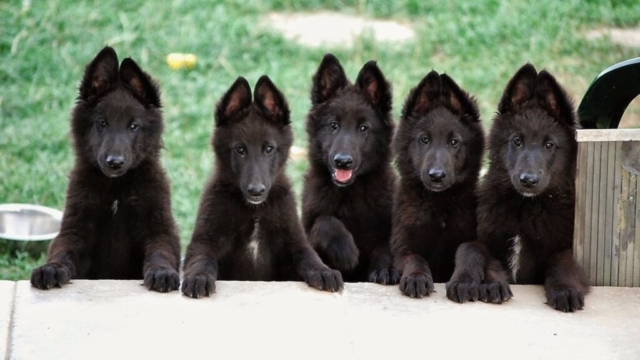 5 cachorros pastor belga apoyados en sus cuartos traseros