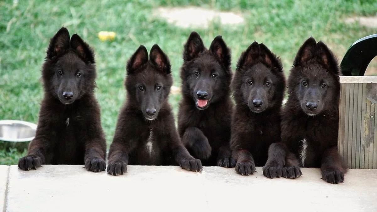 5 cachorros pastor belga apoyados en sus cuartos traseros