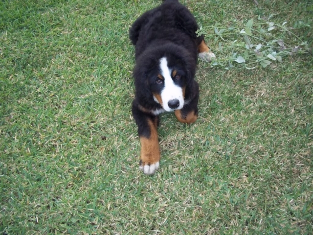 Foto de un boyero de berna descansando en cesped Foto de un boyero de berna descansando en cesped