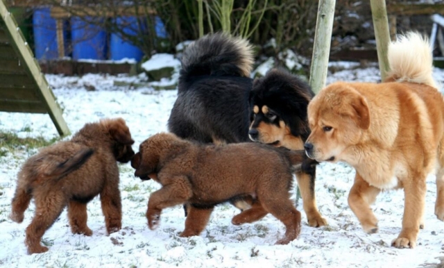 dos cachorros mastin tibetano jugando junto a sus padres dos cachorros mastin tibetano jugando junto a sus padres