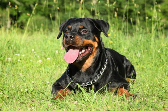 rottweiler sentado sobre césped rottweiler sentado sobre césped