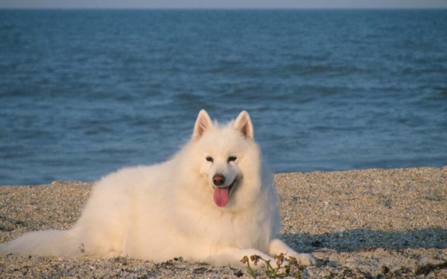 samoyedo descansando en la playa