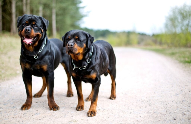 2 rottweilers en un camino 2 rottweilers en un camino