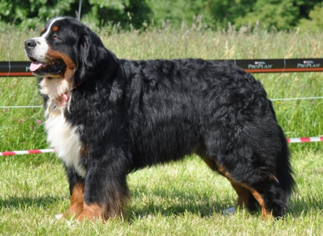 Foto de un boyero de berna de costado Foto de un boyero de berna de costado