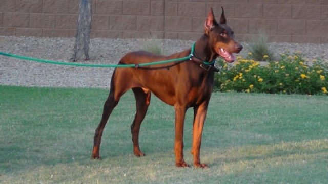 dobermann amarrado en jardin