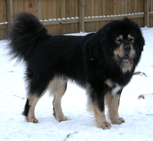 mastín tibetano adulto en la nieve mastín tibetano adulto en la nieve