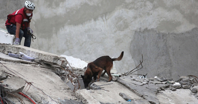 pastor belga en labores de rescate en un edificio colapsado