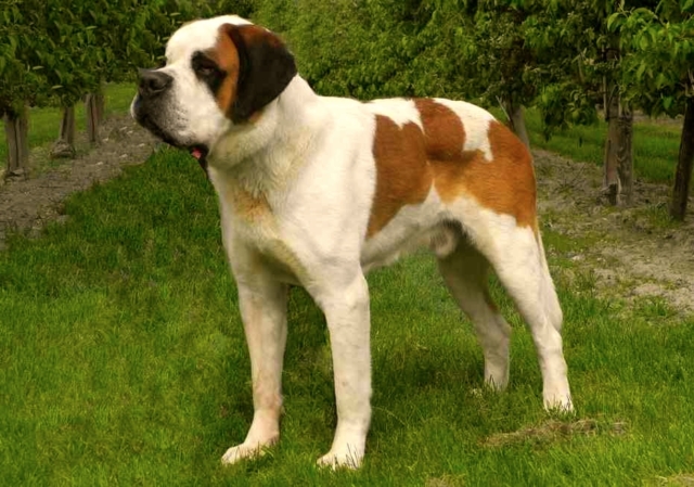 san bernardo parado sobre césped