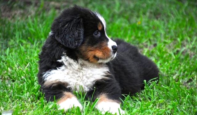 Foto de un cachorro de berna recostado en cesped Foto de un cachorro de berna recostado en cesped