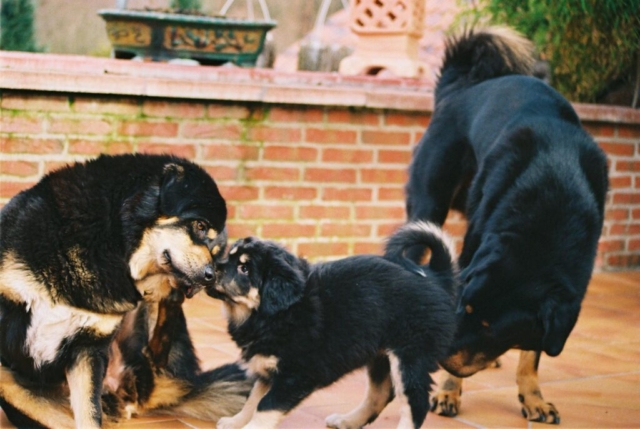 cachorro mastín tibetano junto a sus padres cachorro mastín tibetano junto a sus padres